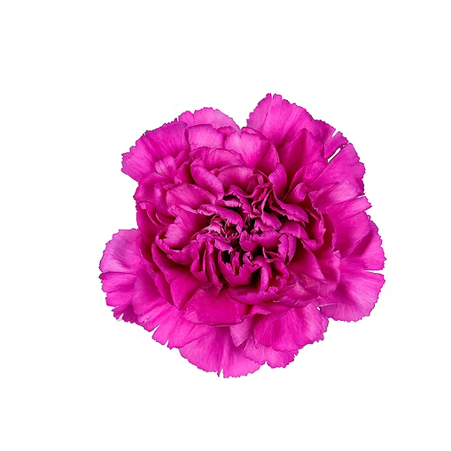Carnation