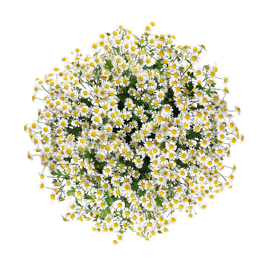 Feverfew
