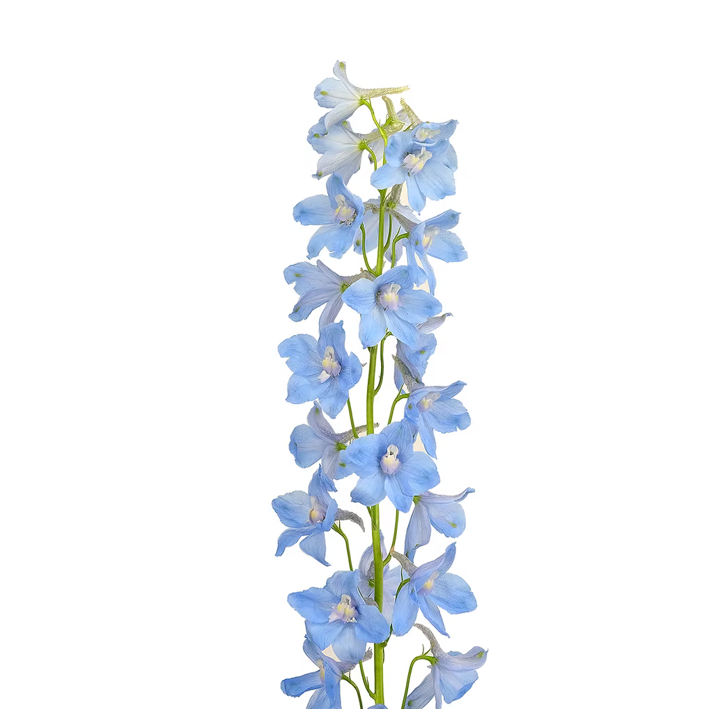 Delphinium