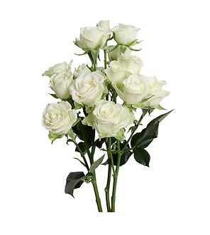 Spray Rose