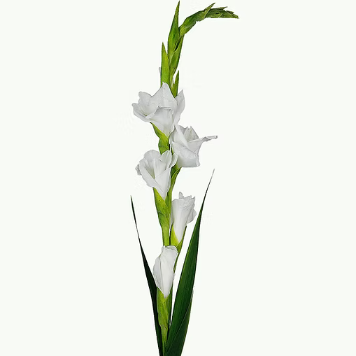 Gladiolus
