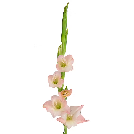 Gladiolus