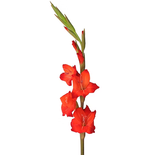 Gladiolus