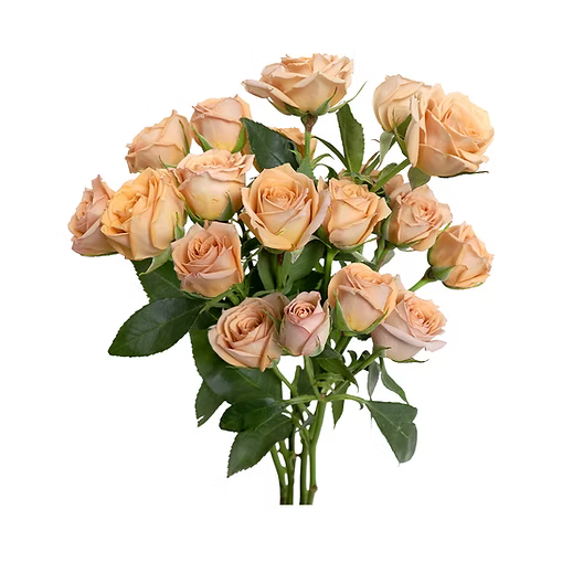 Chocolate Spray Rose