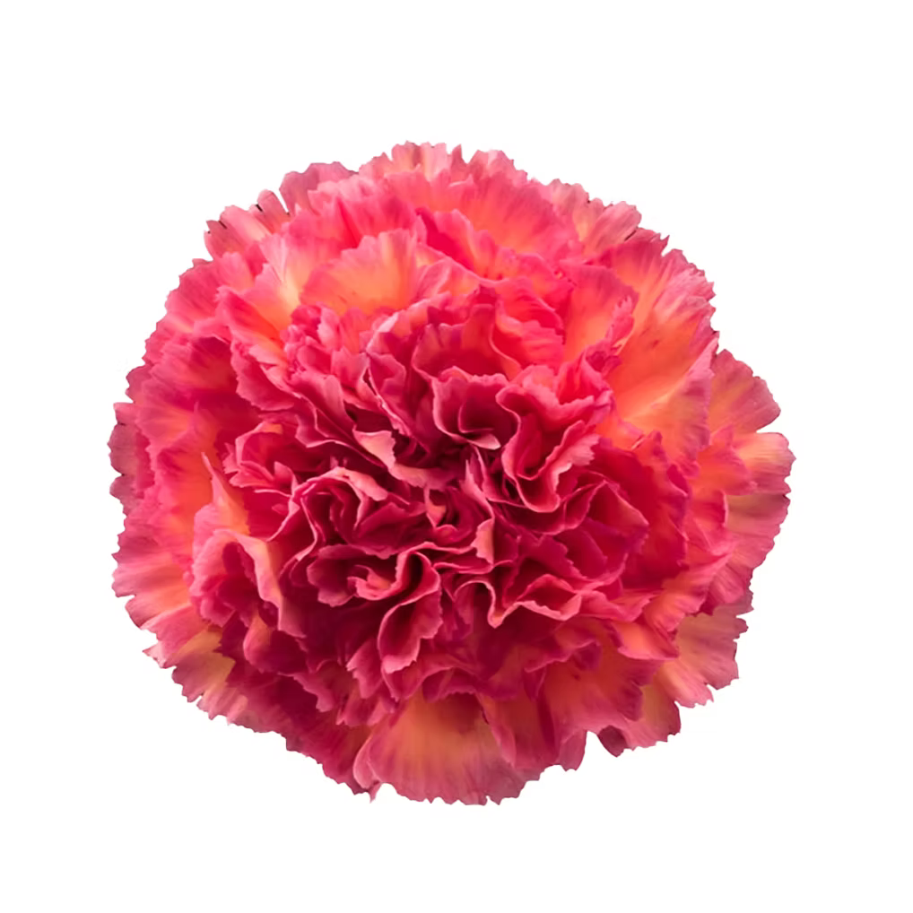 Carnation
