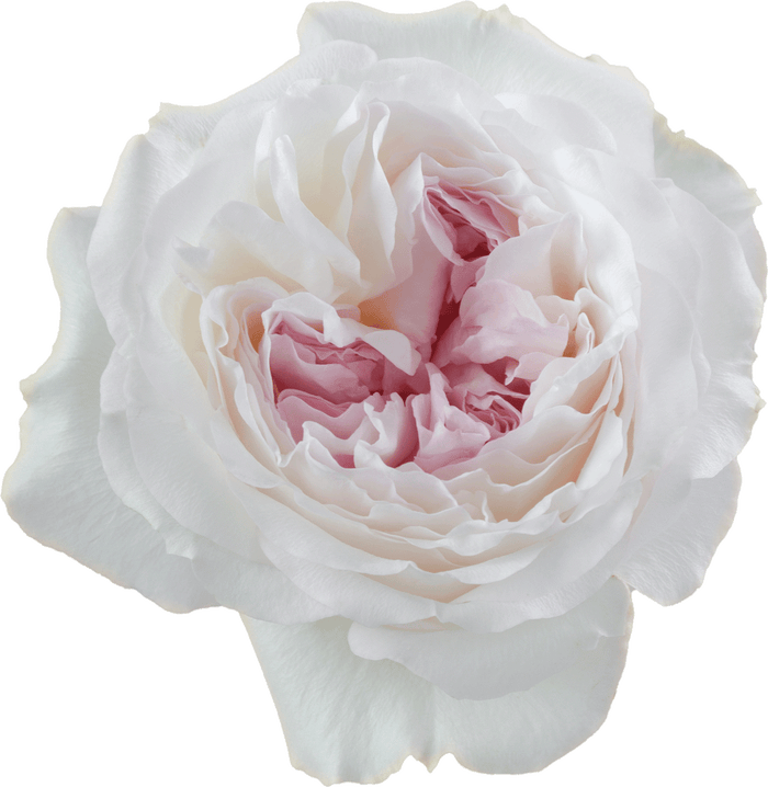 Pink Keira (D. Austin) Garden Rose - Default Title