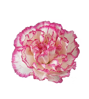 Carnation
