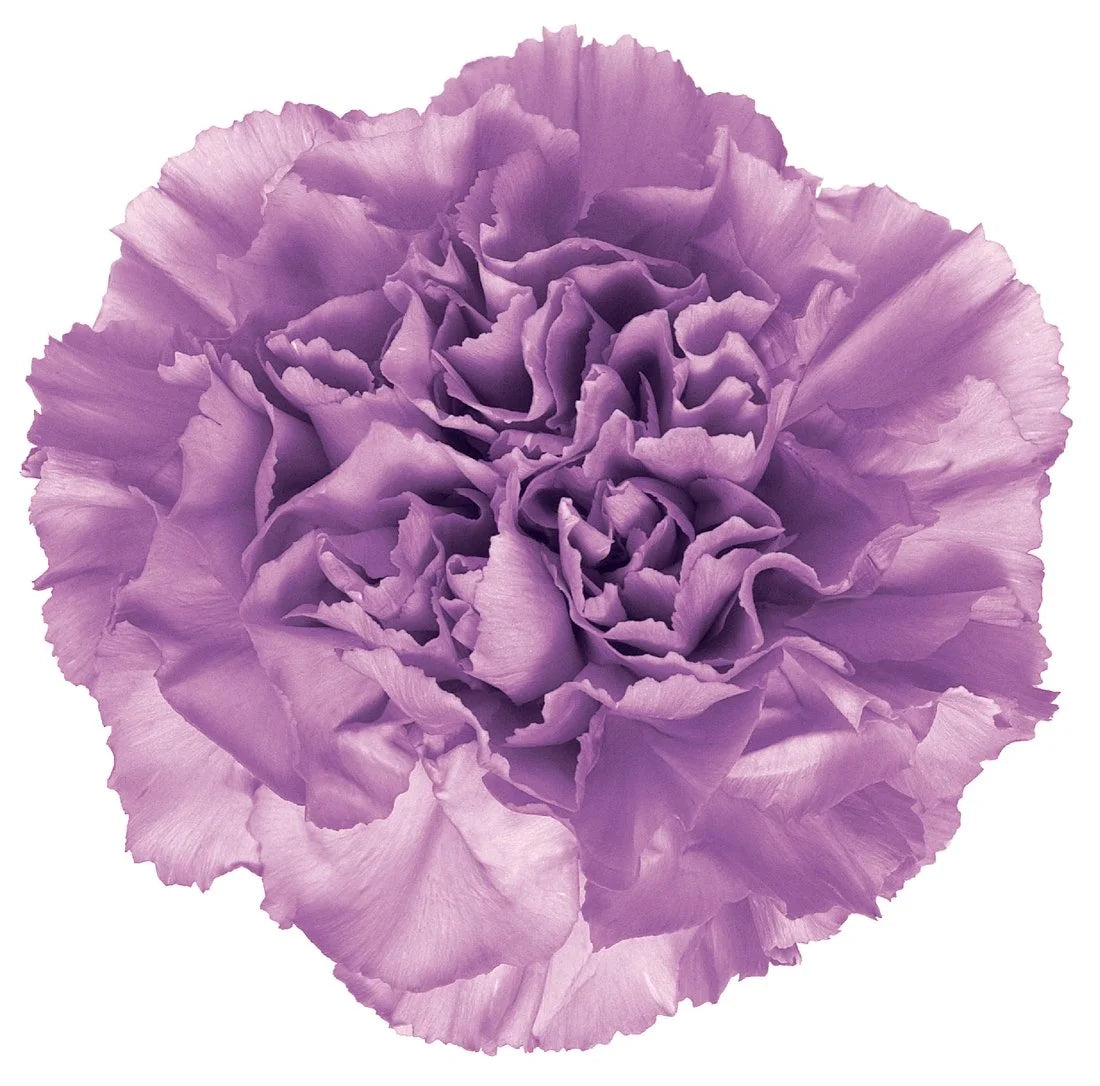 Carnation