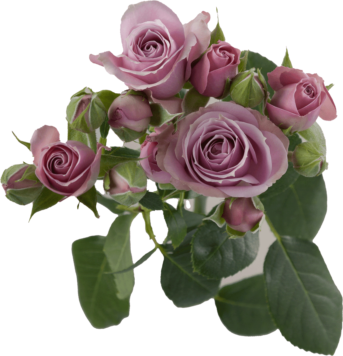Cream Irishka Spray Rose - Default Title