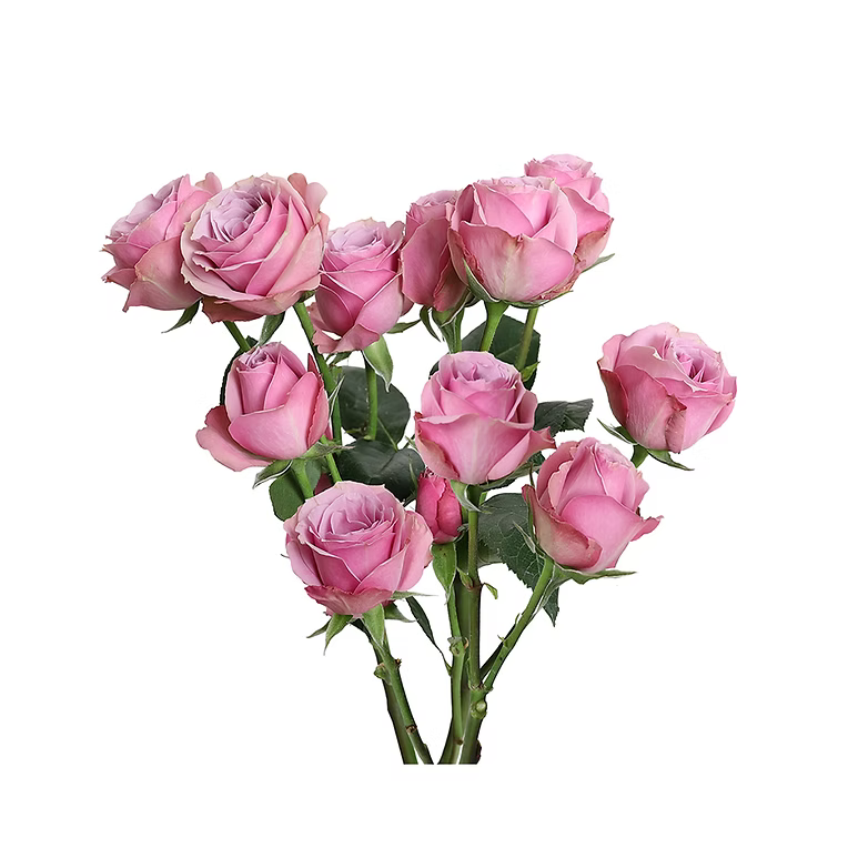 Lavender Spray Rose