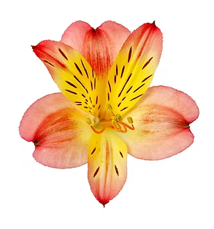 Alstroemeria- Fancy