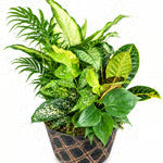 Lush Life Garden CLR
