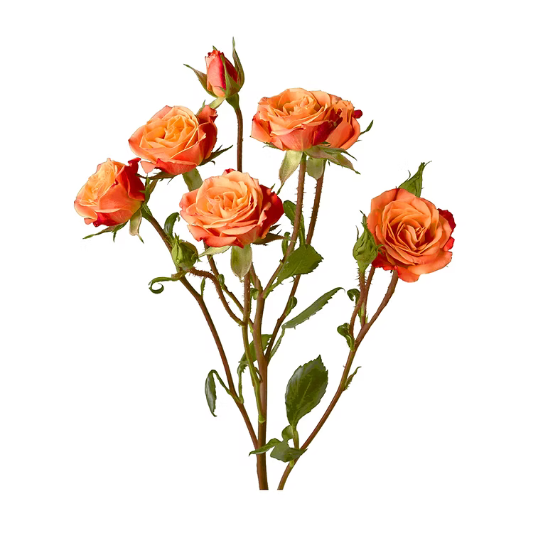 Mambo Legend Spray Rose