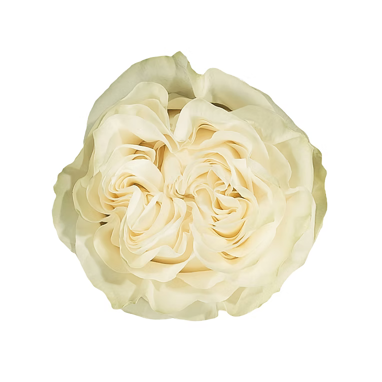 White Moonstone Rose