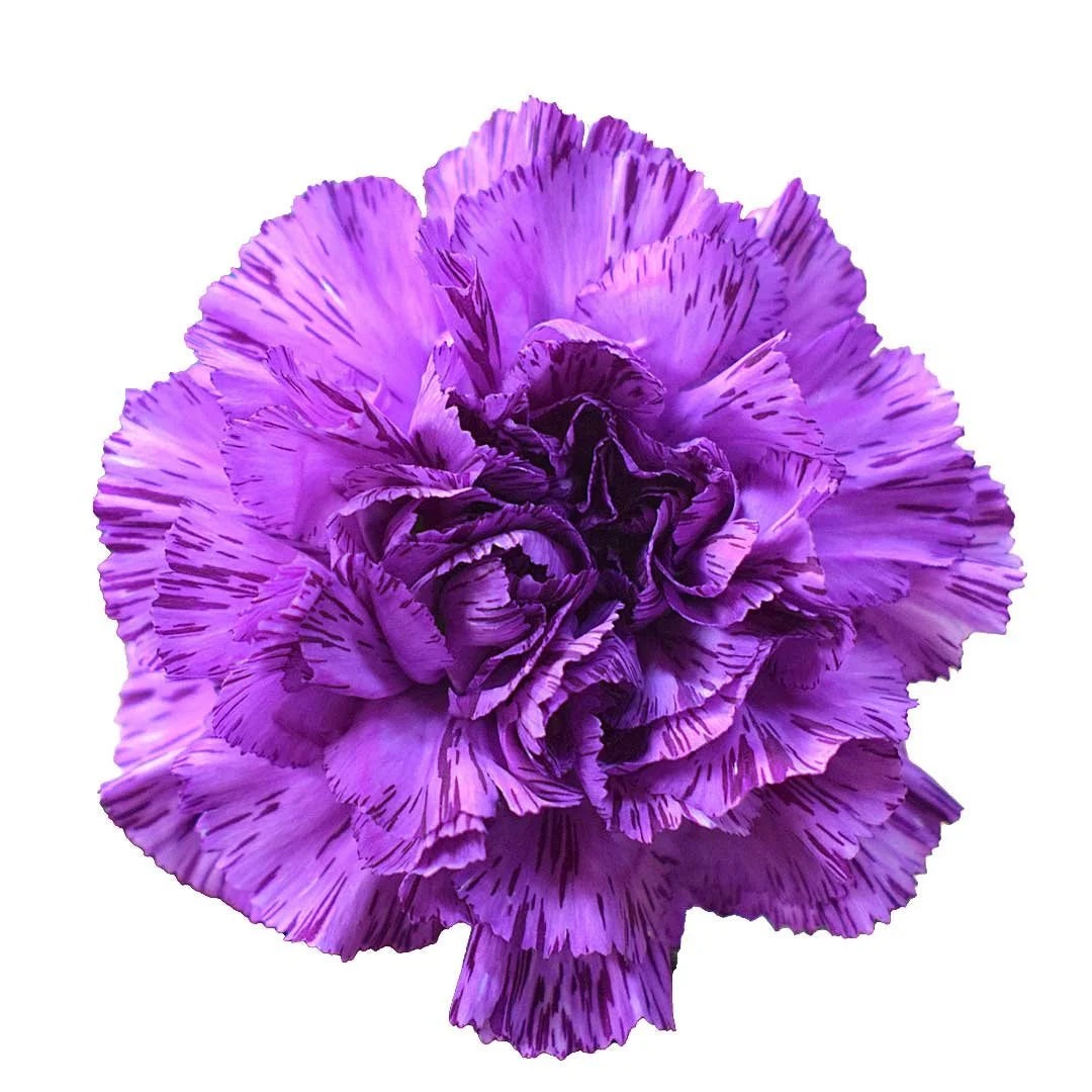 Carnation