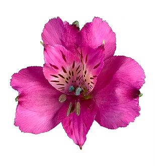 Alstroemeria- Fancy