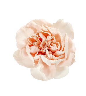 Carnation