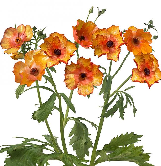 Butterfly Ranunculus