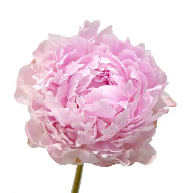 Peony
