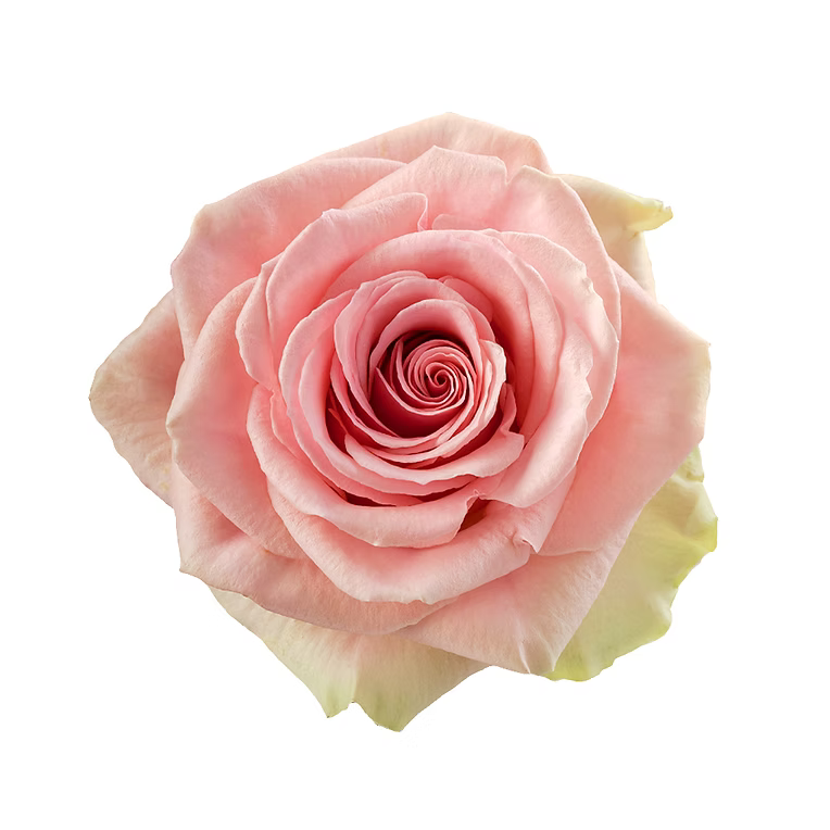 Pink Geraldine Rose