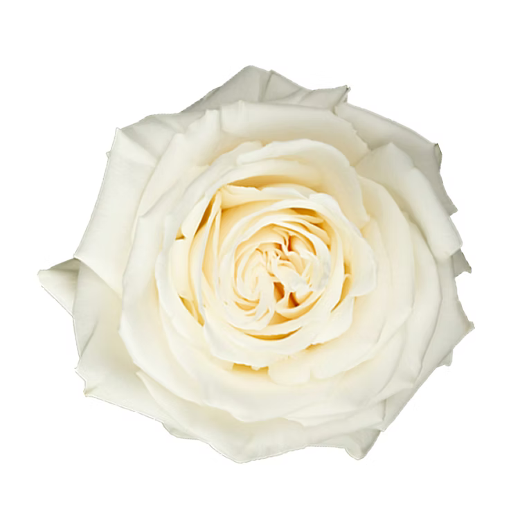 White Playa Blanca Rose