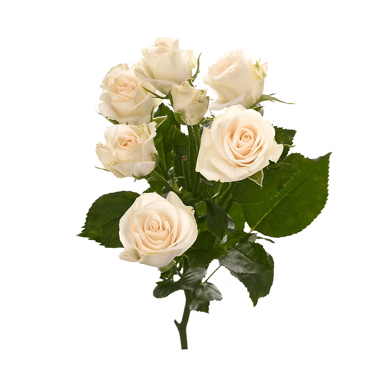 Porcelina Spray Rose