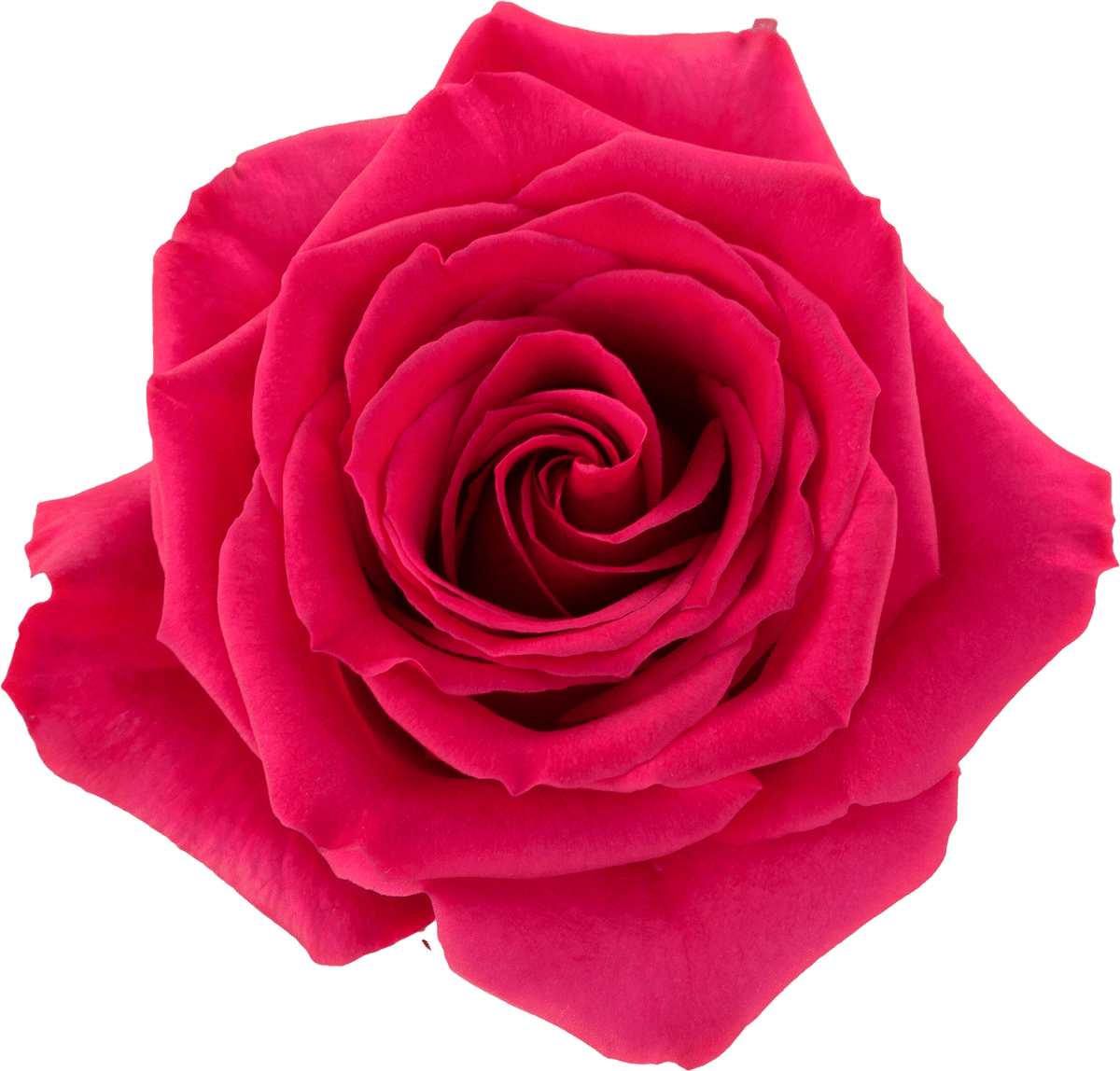 Hot Pink-Queenberry Rose