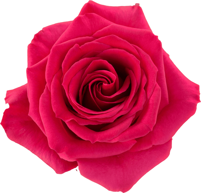 Hot Pink-Queenberry Rose - 50 cm