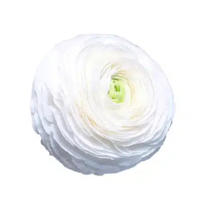 Ranunculus - White Elegance 40cm