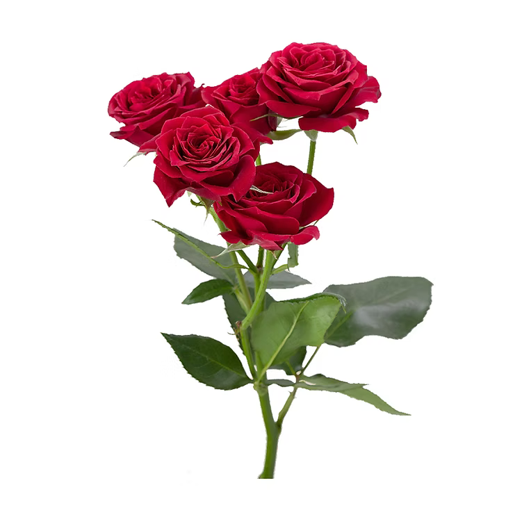 Red Mikado Spray Rose