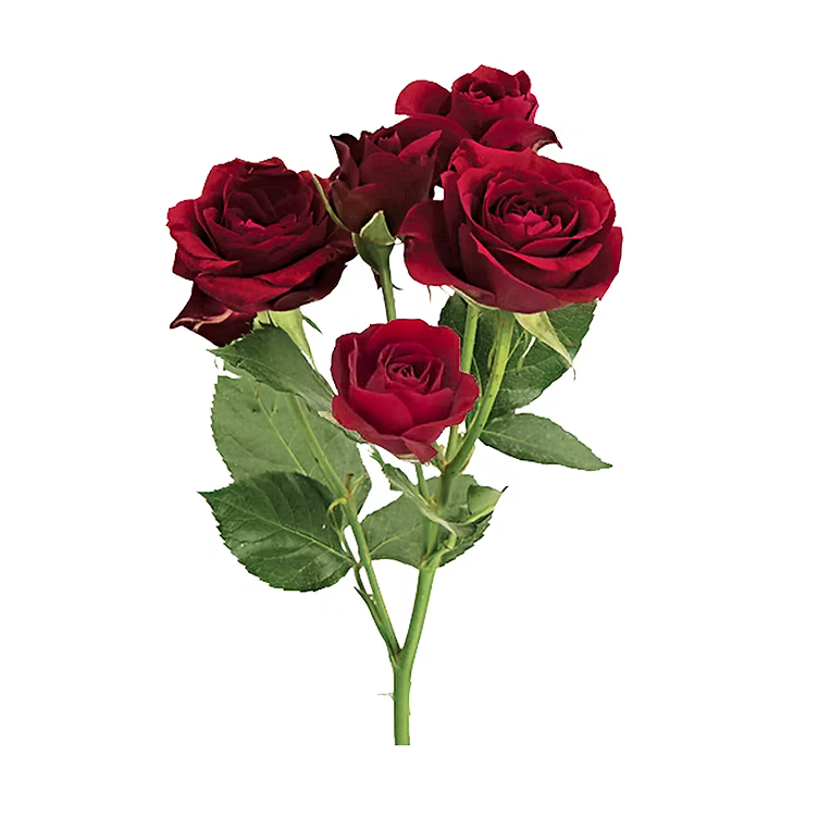 Red Rubicon Spray Rose