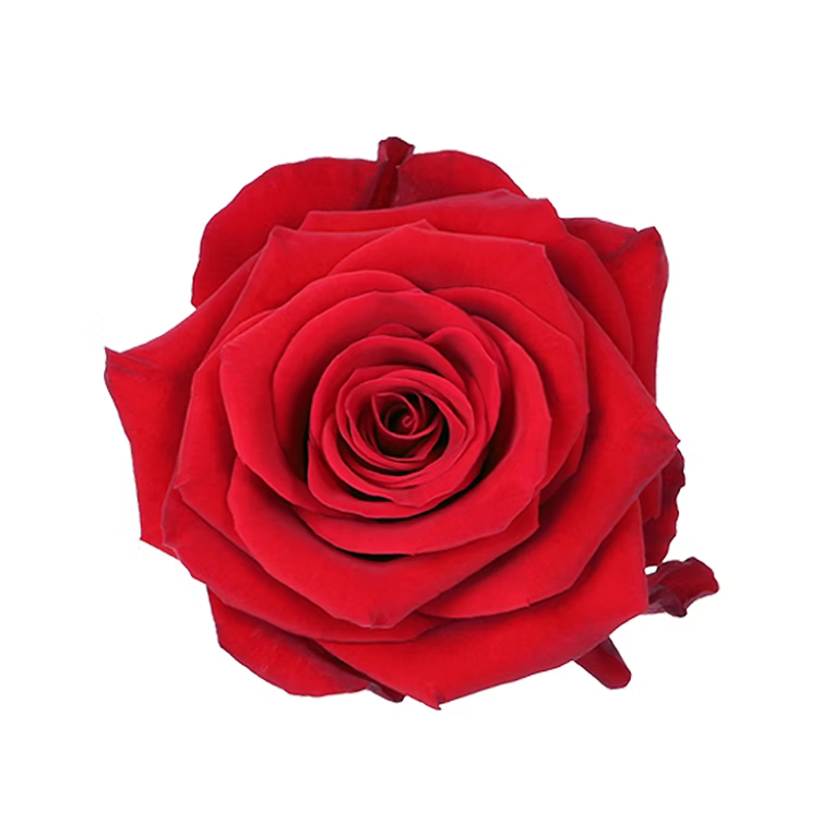 Red Redvolution Rose