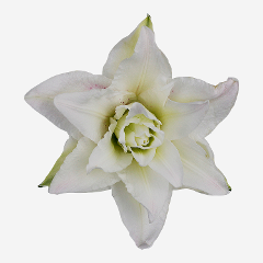 Roselily - White 2/3 Blooms
