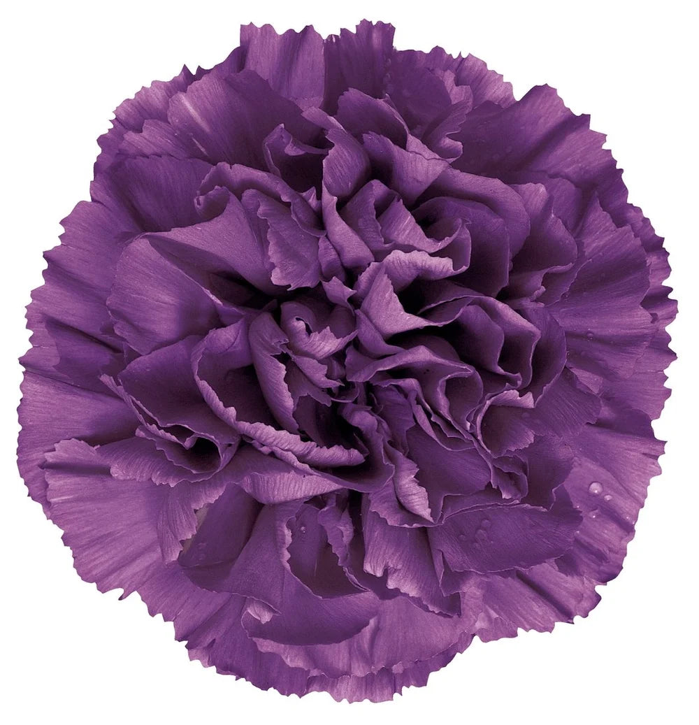 Carnation