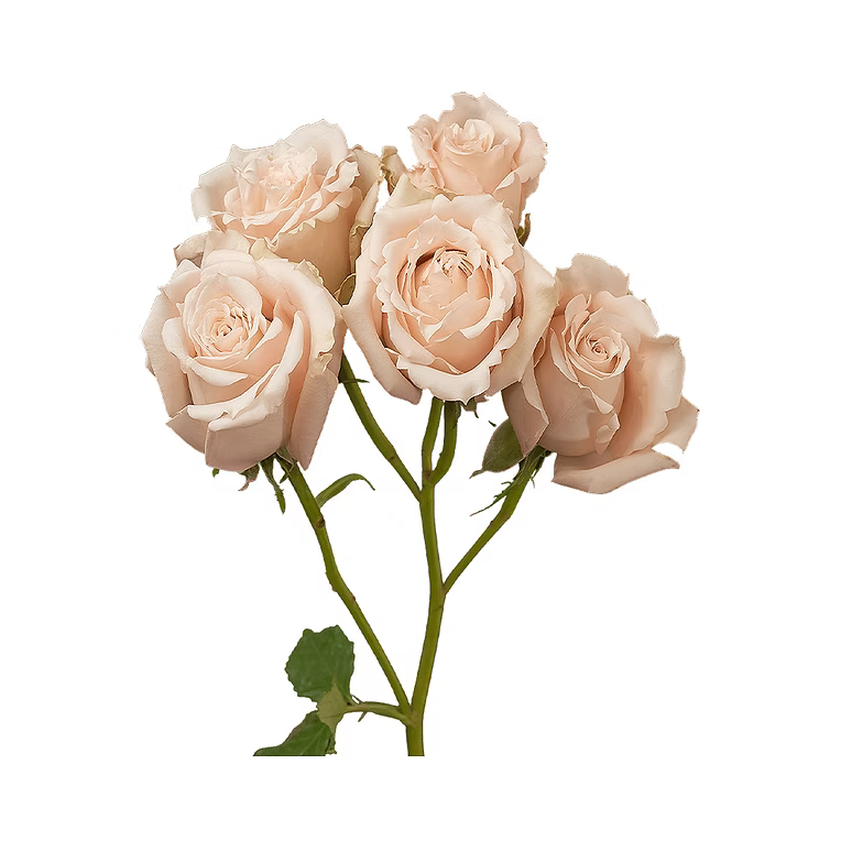 Sahara Sensation Spray Rose