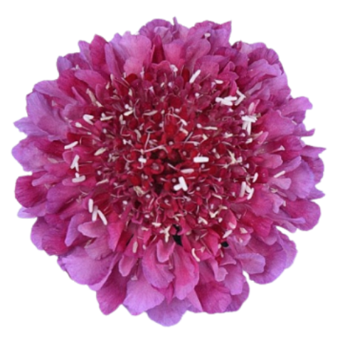 Scabiosa