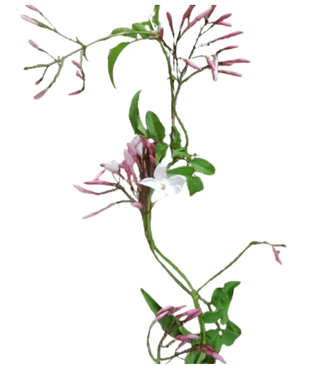 Jasmine Vine Blooming