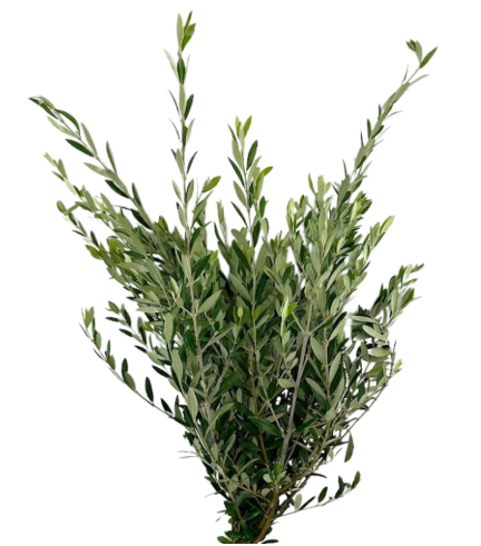 Olive Greenery