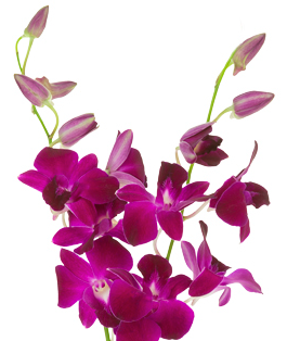 Dendrobium Orchid