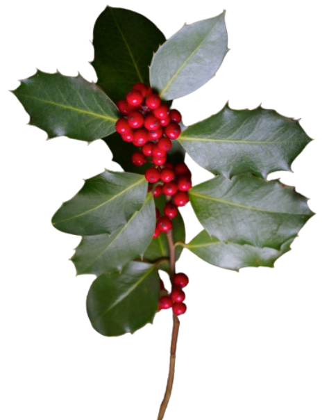 Christmas Holly
