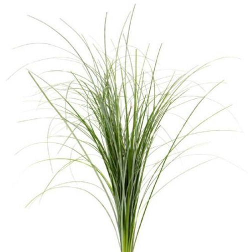 Grass