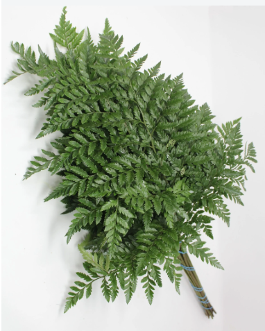 Fancy Fern