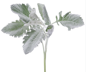 Dusty Miller