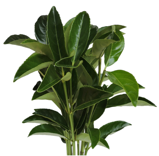 Viburnum Foliage Grn