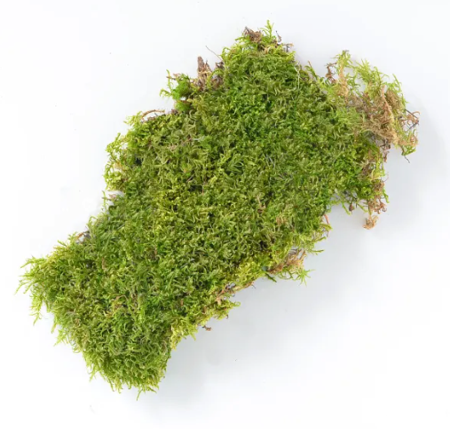 Sheet Moss