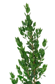 Myrtle