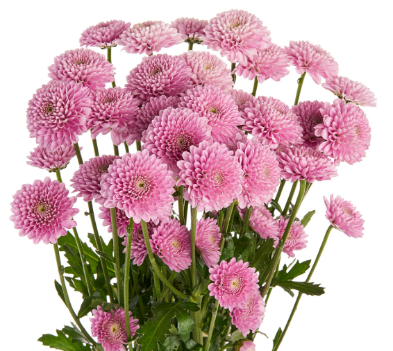Button Poms
