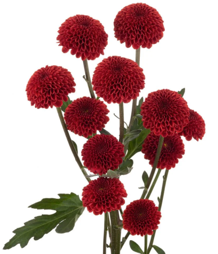 Button Poms