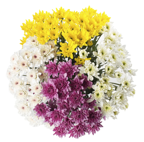Cushion Poms