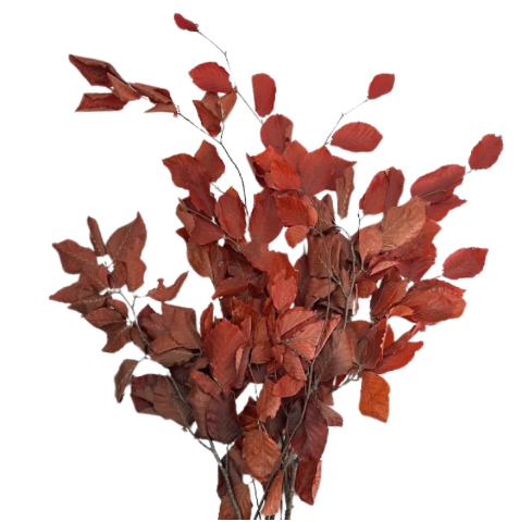 Copper Beech